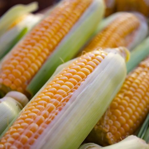 Maize