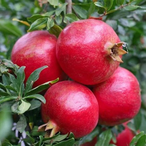 Pomegranate