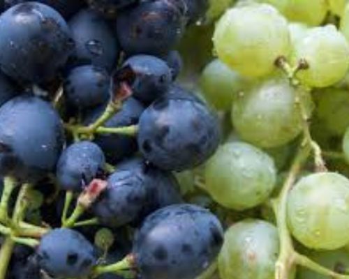 Fresh Grapes Export Image
