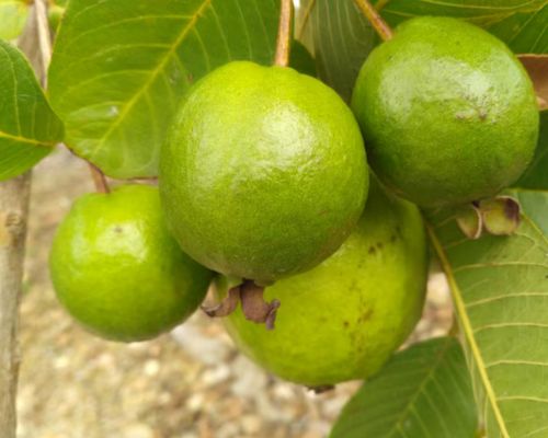 Fresh Guava Export Image