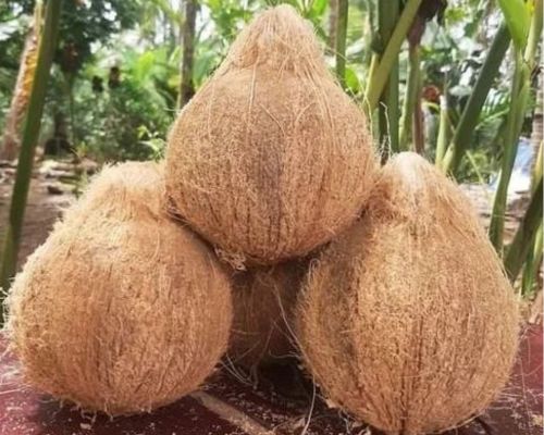 Semi Husk Coconut Export Image