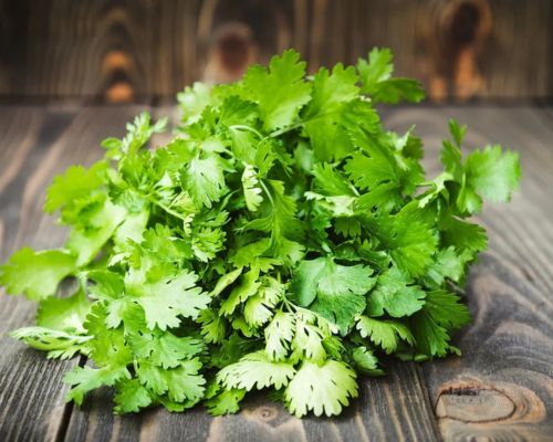 Fresh Coriander Leaves Export Image