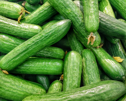 Fresh Cucumber Export Image