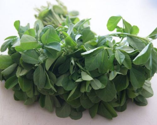 Fresh Fenugreek Leaves Export Image